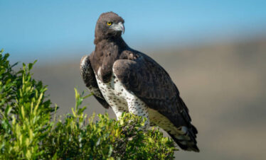 7-days wild life adventures
