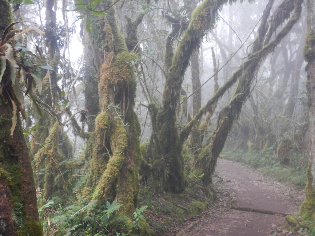 A breathtaking view of the Northern Circuit Route on Mount Kilimanjaro, showcasing diverse landscapes from lush forests to rocky terrains.