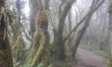 A breathtaking view of the Northern Circuit Route on Mount Kilimanjaro, showcasing diverse landscapes from lush forests to rocky terrains.
