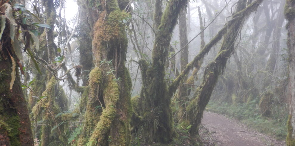 A breathtaking view of the Northern Circuit Route on Mount Kilimanjaro, showcasing diverse landscapes from lush forests to rocky terrains.