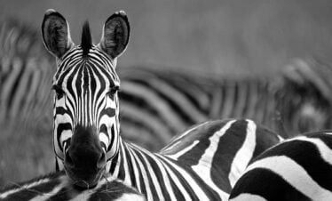 zebra in africa
