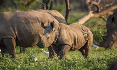 9 days budget safari