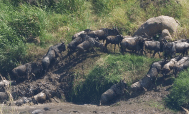 5 Days migration Safari